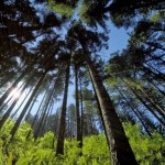forest thru the trees - trees thru the forest