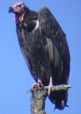 [Image: Red-headed_vulture.jpg]