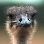 ostrich1