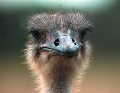 ostrich1