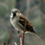 sparrow