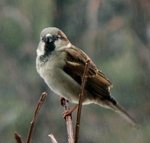 sparrow