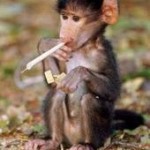 crackmonkey