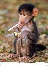 crackmonkey